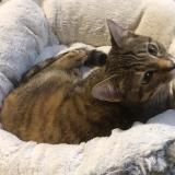 Picture of cat found at Nantes