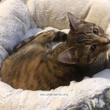 Photo 1/1 Found cat Found in Nantes