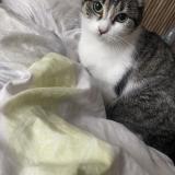 Picture of cat lost at Le Portel