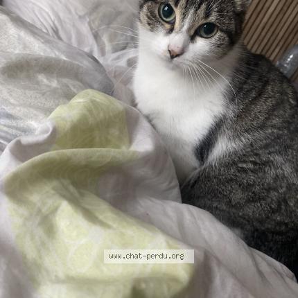 Photo 1/5 Emeraude Chat lost in Le portel