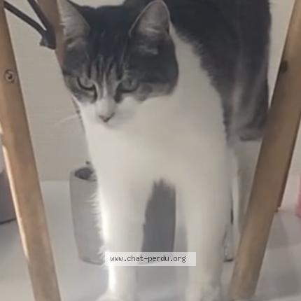 Photo 2/5 Emeraude Chat lost in Le portel