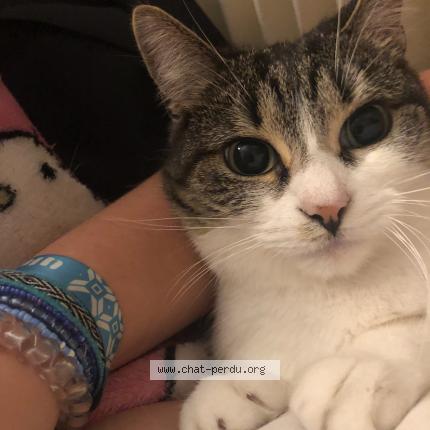 Photo 3/5 Emeraude Chat lost in Le portel