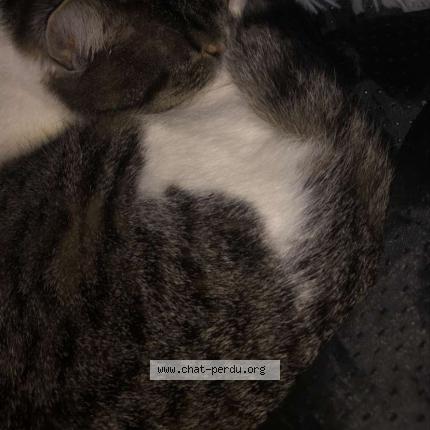 Photo 4/5 Emeraude Chat lost in Le portel