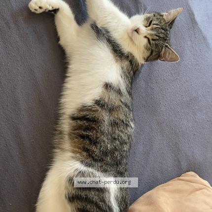 Photo 5/5 Emeraude Chat lost in Le portel