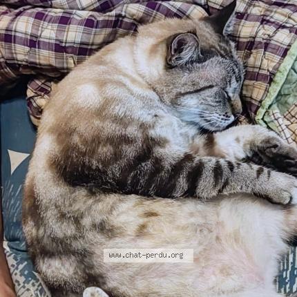 Photo 1/1 Fripouille Chat lost in Gosier