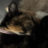 Picture of cat found at Sacramento