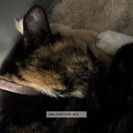 Photo 1/1 Found cat Found in Sacramento