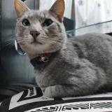 Picture of cat lost at Duitama Boyaca