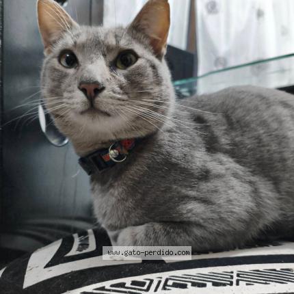 Photo 1/1 Isamu Chat lost in Duitama boyaca