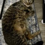 Picture of cat found at Cartersville