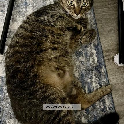 Photo 1/1 Found cat Found in Cartersville