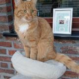 Picture of cat lost at Baudour