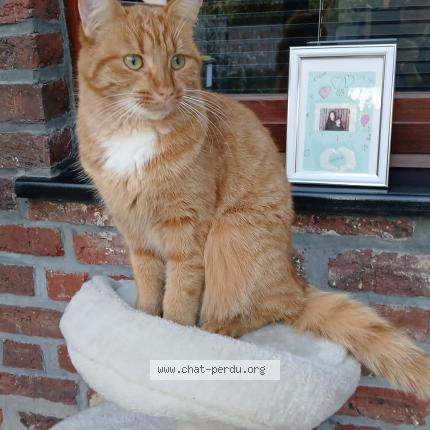 Photo 1/1 Canelle Chat lost in Baudour