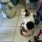 Picture of cat lost at Saint Pee Niivelle