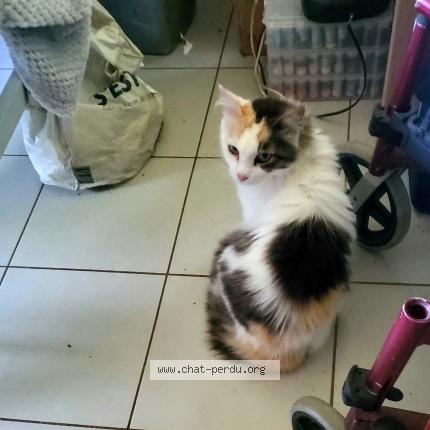 Photo 1/1 Louna Chat lost in Saint pee niivelle