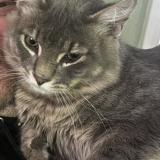 Picture of cat lost at Portland