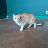 Picture of cat found at Savigny Sur Orge