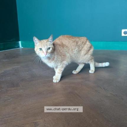 Photo 1/1 Found cat Found in Savigny sur orge