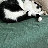 Picture of cat lost at Saint Maurice