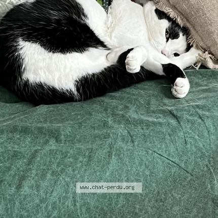 Photo 1/1 Domino Chat lost in Saint maurice