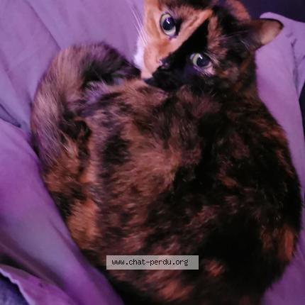 Photo 1/1 Yaris Chat lost in Tarbes