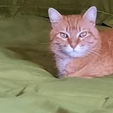 Picture of cat lost at Vesenaz