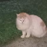 Picture of cat found at Candresse