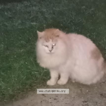 Photo 1/1 Found cat Found in Candresse