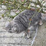 Picture of cat found at Blairville