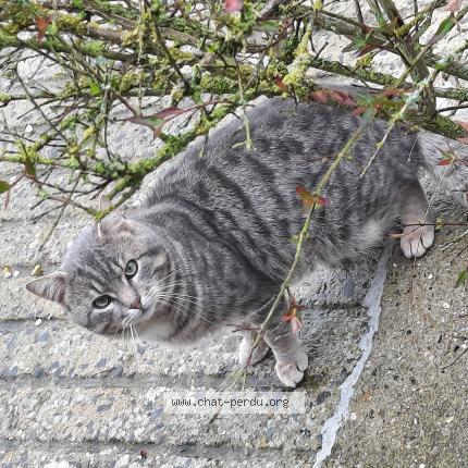 Photo 1/1 Found cat Found in Blairville