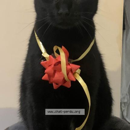 Photo 1/1 Elros Chat lost in Saint marcel les valence