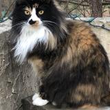 Picture of cat lost at Saint Hippolyte Du Fort