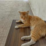 Picture of cat lost at Kolkata