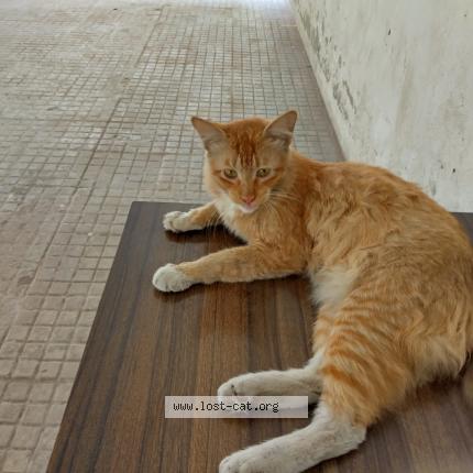 Photo 1/1 Ginger Chat lost in Kolkata