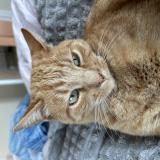 Picture of cat lost at Allegre