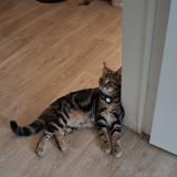 Picture of cat lost at Bayeux