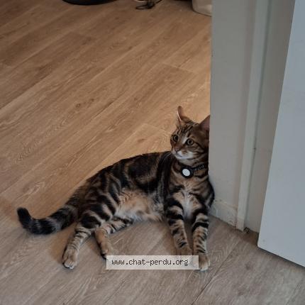 Photo 1/1 Albert Chat lost in Bayeux