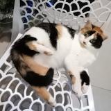 Picture of cat lost at Champdotre