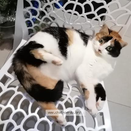 Photo 1/1 Bella Chat lost in Champdotre