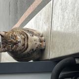 Picture of cat found at Tourcoing