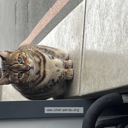 Photo 1/1 Found cat Found in Tourcoing