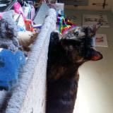 Picture of cat lost at Amiens