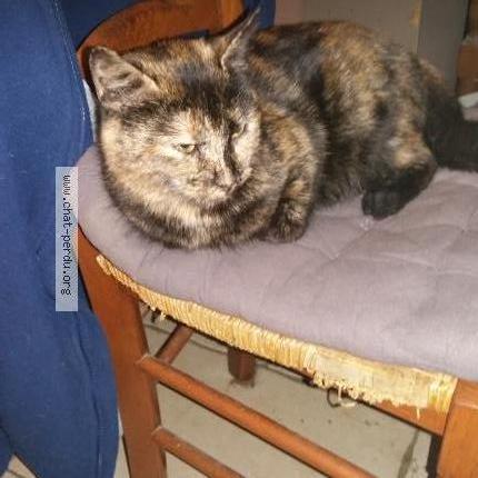 Photo 2/2 ISABELLE Chat lost in Amiens