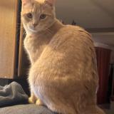 Picture of cat lost at Chanas