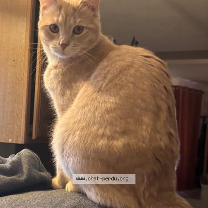 Photo 1/1 Eude Chat lost in Chanas