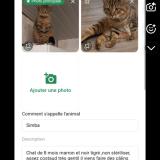 Picture of cat lost at Le Bignon