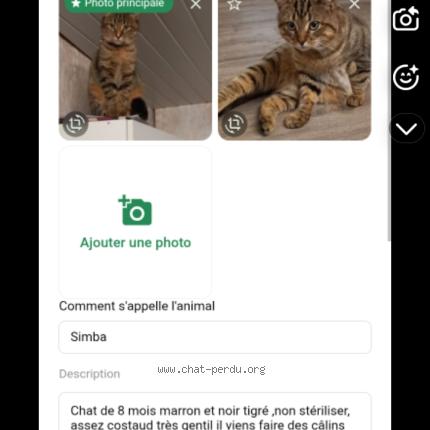 Photo 1/1 Simba Chat lost in Le bignon
