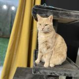 Picture of cat lost at St Quentin Fallavier