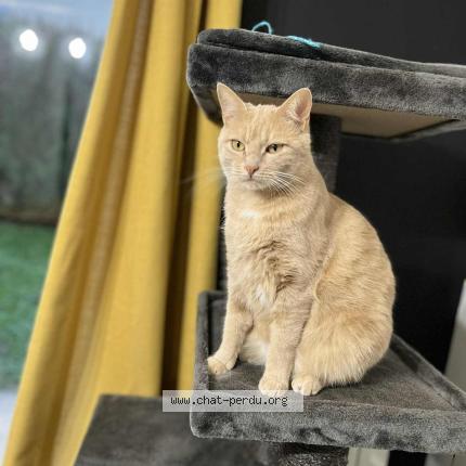 Photo 1/1 CARTER Chat lost in St quentin fallavier