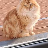 Picture of cat lost at Dompierre Sur Besbre